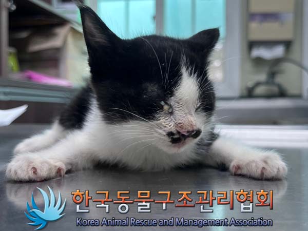 한국동물구조관리협회_441414202400795